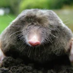 A European mole emerges from a dirt mound with its front claws extended, photographed close up against a blurred green background