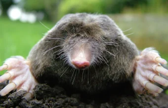 A European mole emerges from a dirt mound with its front claws extended, photographed close up against a blurred green background