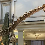 A Diplodocus skeleton with its skull and long neck raised, on display in the Deep Time exhibit at the Smithsonian National Museum of Natural History