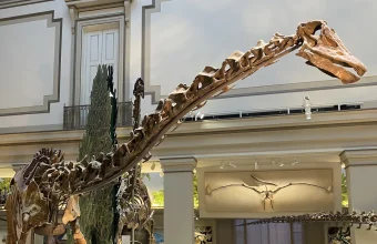 A Diplodocus skeleton with its skull and long neck raised, on display in the Deep Time exhibit at the Smithsonian National Museum of Natural History