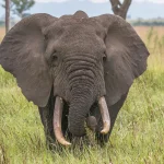 An African elephant facing the camera in tall grass, a nod to PHP’s elephant mascot