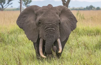 An African elephant facing the camera in tall grass, a nod to PHP’s elephant mascot