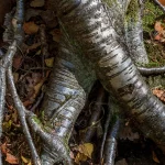 Close-up of the intertwined exposed roots of two birch trees spreading across a forest floor, a visual pun on gaining root access