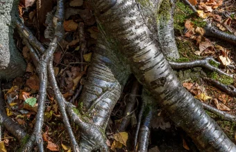 Close-up of the intertwined exposed roots of two birch trees spreading across a forest floor, a visual pun on gaining root access