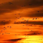 A flock of snow geese in flight, seen as dark silhouettes against an orange and red sunset sky with layered clouds