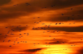 A flock of snow geese in flight, seen as dark silhouettes against an orange and red sunset sky with layered clouds