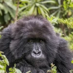 A mountain gorilla looks at the camera from green forest undergrowth