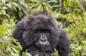 A mountain gorilla looks at the camera from green forest undergrowth