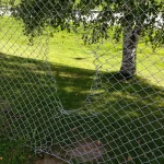 A chain-link fence with a large torn hole in front of birch trees on a sunlit lawn