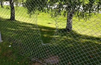 A chain-link fence with a large torn hole in front of birch trees on a sunlit lawn