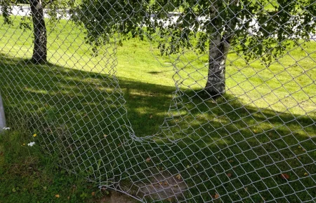 A chain-link fence with a large torn hole in front of birch trees on a sunlit lawn
