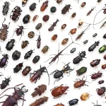 A museum drawer of pinned beetle specimens arranged in neat diagonal rows, a literal collection of bugs