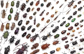 A museum drawer of pinned beetle specimens arranged in neat diagonal rows, a literal collection of bugs