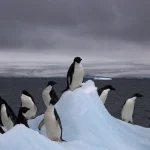 Adelie penguins standing on a tall block of blue-white ice, one at the very top, under a grey sky