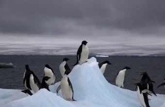 Adelie penguins standing on a tall block of blue-white ice, one at the very top, under a grey sky