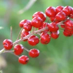 A cluster of glossy red baneberry fruits on a thin stem against a blurred green background