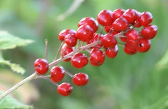 A cluster of glossy red baneberry fruits on a thin stem against a blurred green background