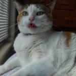 Mistral’s Le Chonk Turns Cyber Defense Into a Download, but the Independent Index It Cites Ranks It Seventh, and Its One First Place Among Open Models Is Won by a Single Task A large calico cat lying beside window blinds with its tongue out mid-hiss, a pun on Le Chonk and a model's refusals