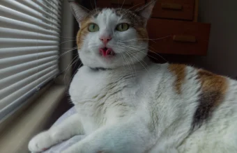 A large calico cat lying beside window blinds with its tongue out mid-hiss, a pun on Le Chonk and a model's refusals