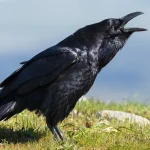 A common raven calling with its beak open on a grassy hillside under a pale blue sky