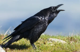 A common raven calling with its beak open on a grassy hillside under a pale blue sky