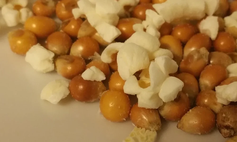 Unpopped corn kernels mixed with popped popcorn on a white surface