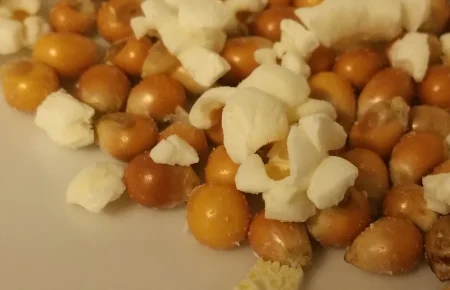 Unpopped corn kernels mixed with popped popcorn on a white surface