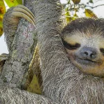 A three-toed sloth with its eyes closed, hugging a tree branch