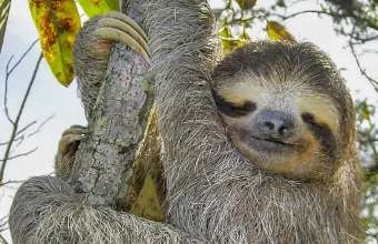 A three-toed sloth with its eyes closed, hugging a tree branch