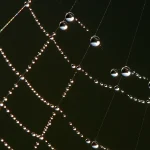 How to Detect Procurement Fraud Rings in Python With NetworkX and SQLite and Measure Each Rule’s Precision and Recall Dew drops strung along the threads of a spider web against a dark background, like nodes and edges in a graph