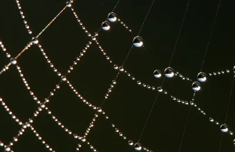 Dew drops strung along the threads of a spider web against a dark background, like nodes and edges in a graph