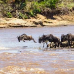 A wildebeest leaping into the Mara River while the rest of the herd crowds the bank behind it