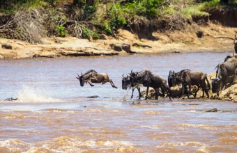 A wildebeest leaping into the Mara River while the rest of the herd crowds the bank behind it