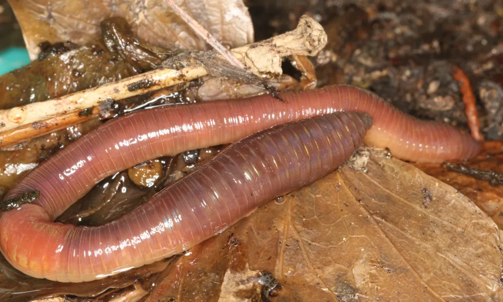 Two earthworms lying together on wet brown leaf litter, photographed close up