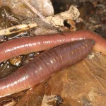 Two earthworms lying together on wet brown leaf litter, photographed close up