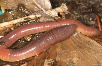 Two earthworms lying together on wet brown leaf litter, photographed close up
