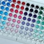 A gloved hand holds a 96-well plate filled with colored serial dilutions of blue, red, purple and green dye, fading to clear wells in the bottom row