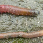 A Compromised Admin Account Put the Shai-Hulud Worm Into AI Sandbox Maker Tensorlake’s npm SDK A lugworm lying on wet sand and mud at low tide