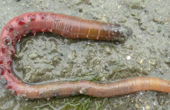 A lugworm lying on wet sand and mud at low tide