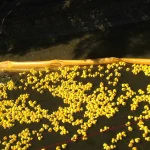 Hundreds of yellow rubber ducks floating in a river enclosure during a duck race