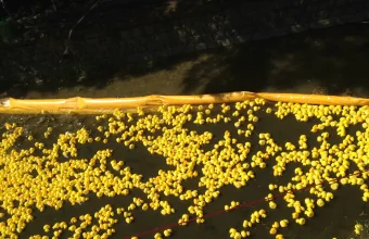 Hundreds of yellow rubber ducks floating in a river enclosure during a duck race